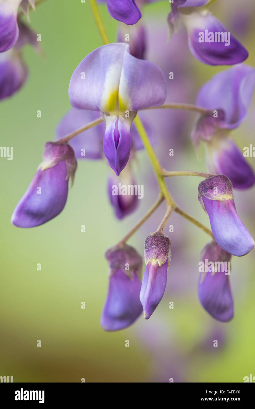 USA, Washington State, Cluster of spring wisteria blooms closeup Stock