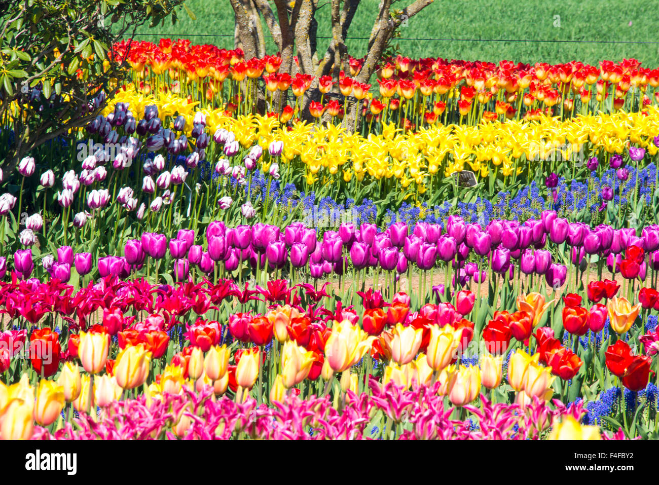 USA, Washington State, Mt Vernon. Annual tulip festival in Skagit