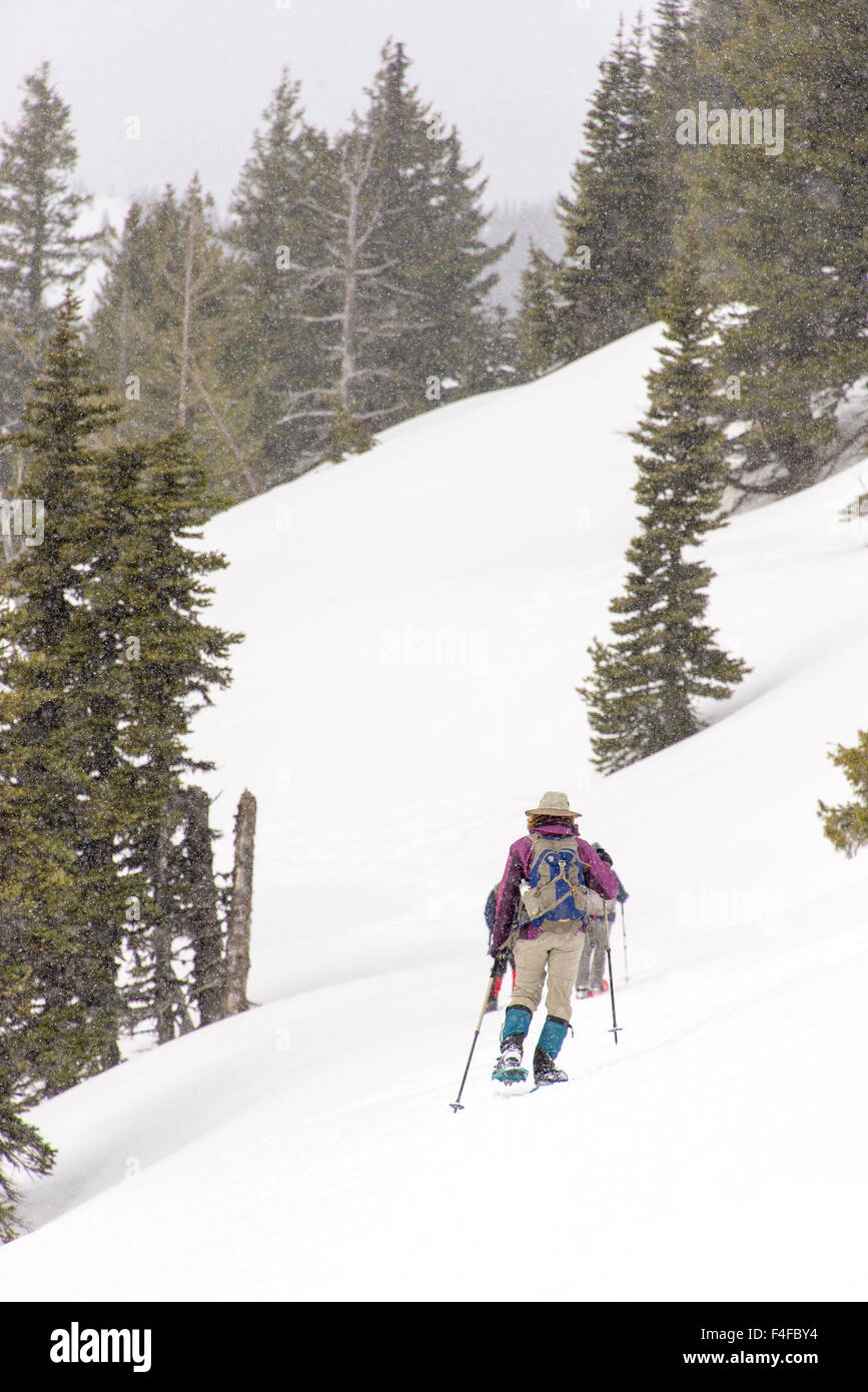 USA, Washington State, Olympic National Park. Steeple Rock trail in Hurricane Ridge is popular