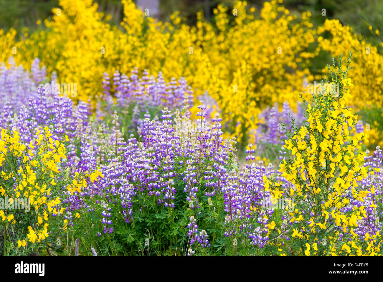 USA, Washington State, Olympic Peninsula. Clear cut field overgrown with lupine and non-native invasive Scotch Broom. Stock Photo