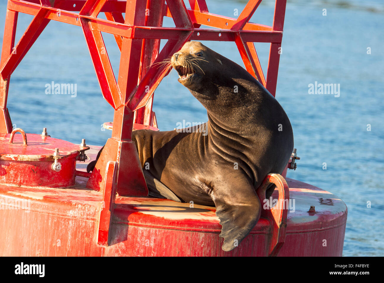 USA, Washington State, Puget Sound. California Sea Lion (Zalophus californianus) barks noisily from channel marker buoy. Stock Photo