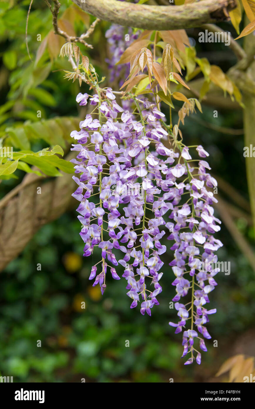 USA, Washington State. Spring wisteria blooms suspended from mature