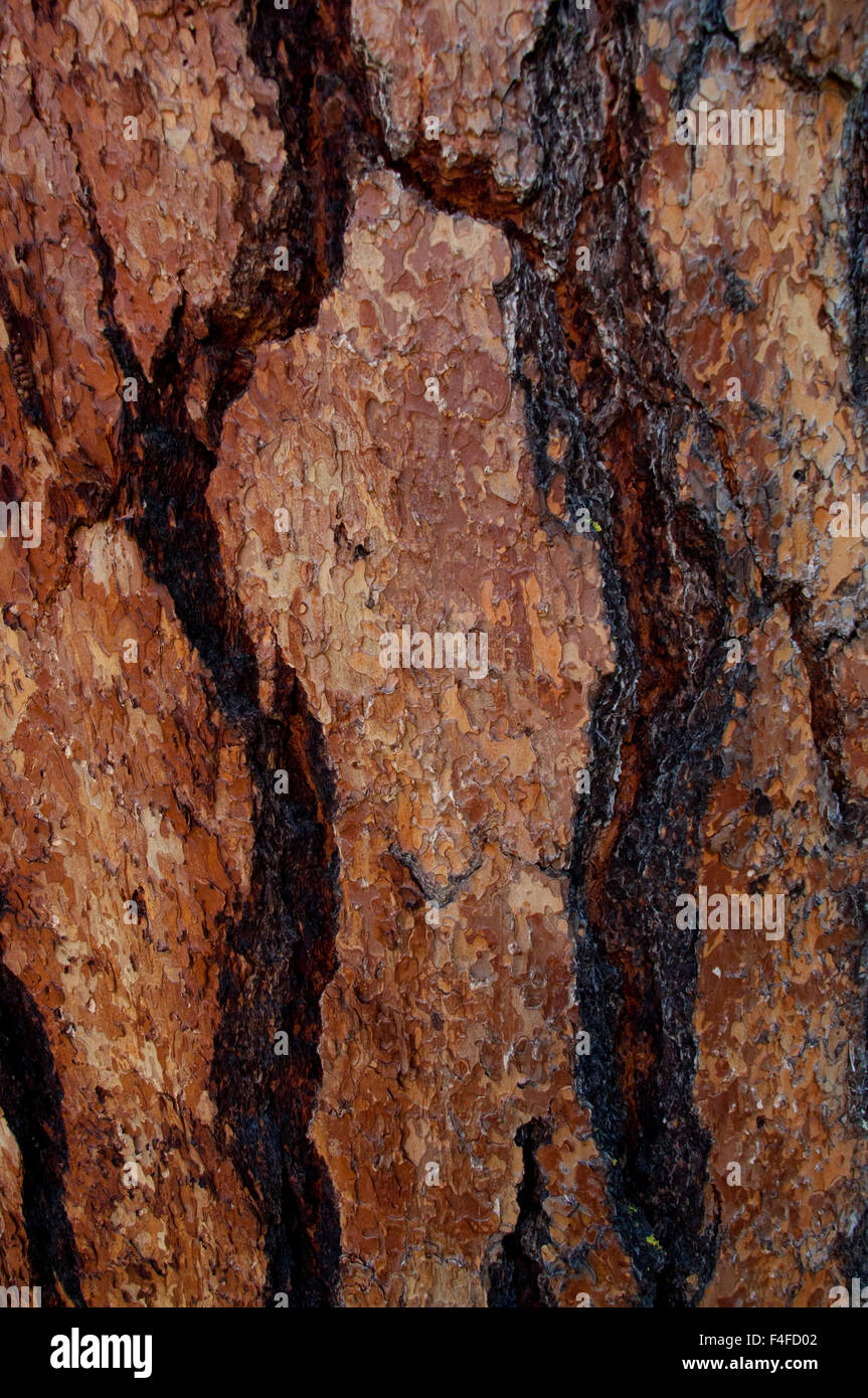 Ponderosa Pine (Pinus ponderosa) bark detail, Alpine Lakes Wilderness ...