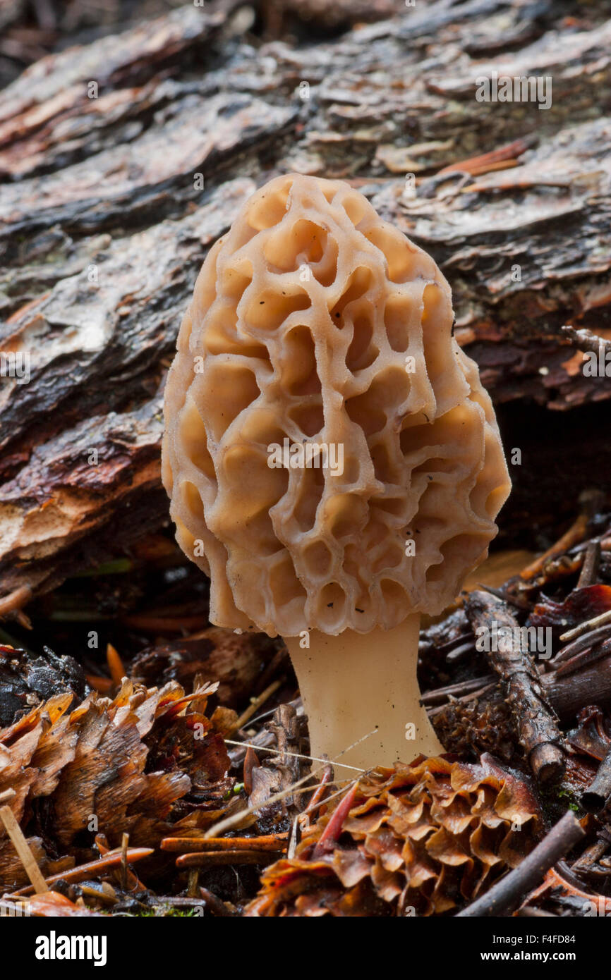 USA, Wyoming, Morel Mushroom in forest duff Stock Photo Alamy