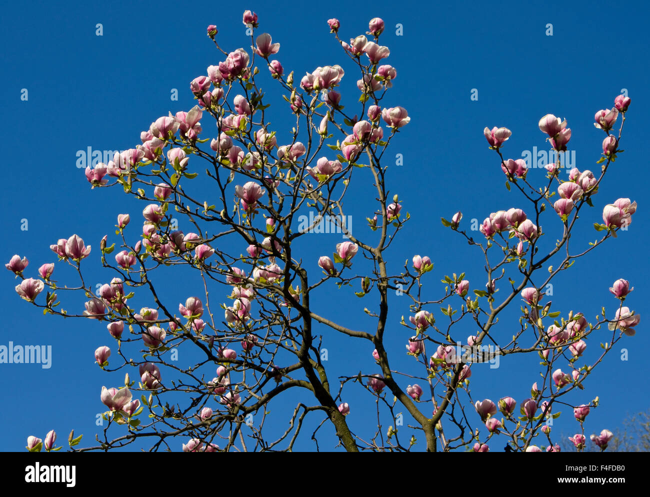 Branches of magnolia tree with pink flowers on blue sky Stock Photo - Alamy
