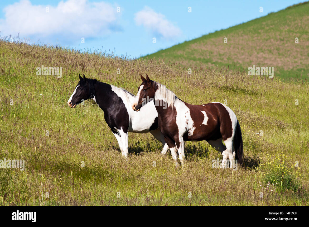 USA, Washington State, Saint John. Horses on the hillside. Stock Photo