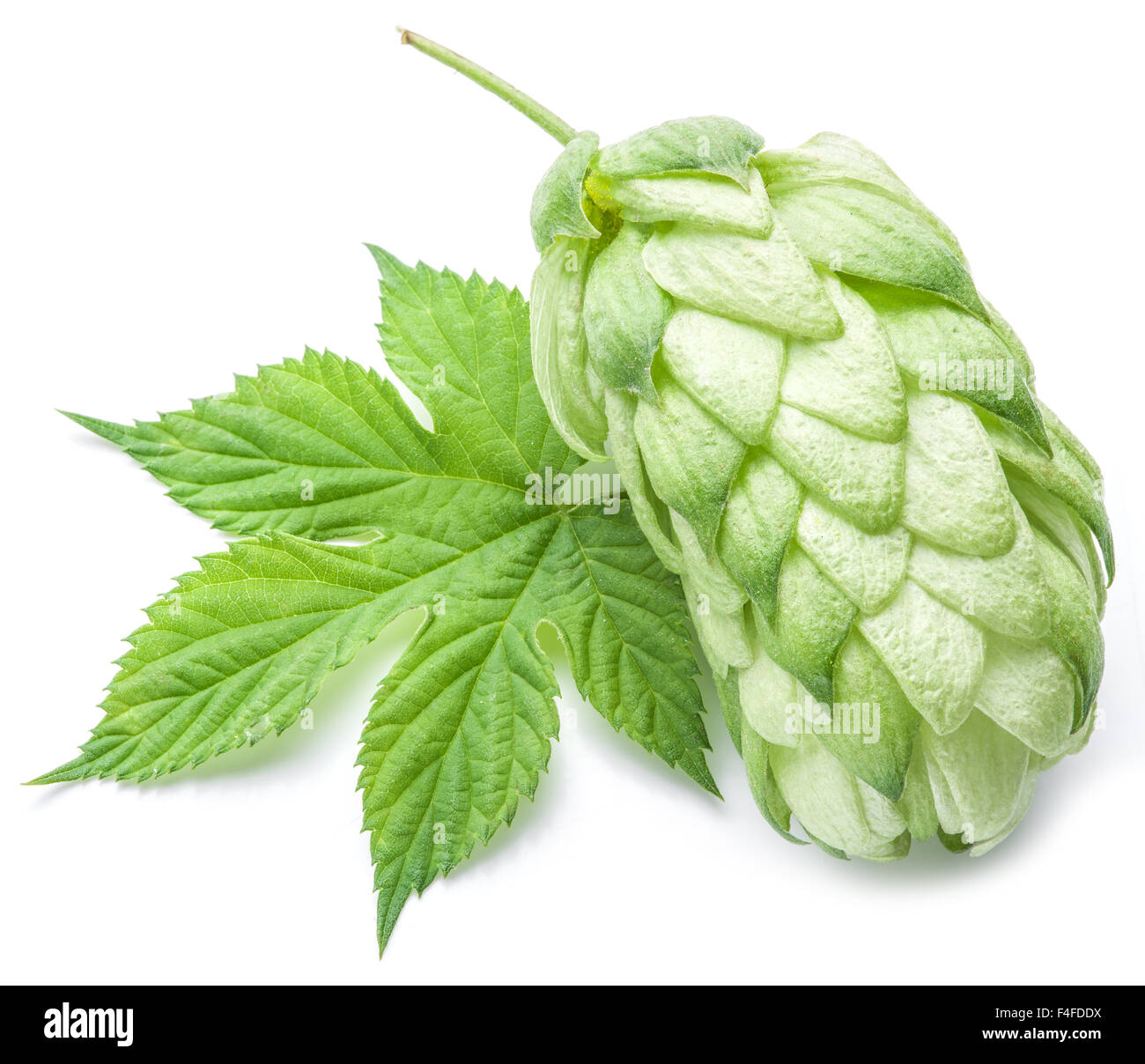 Hop cones. Isolated on white background. Stock Photo