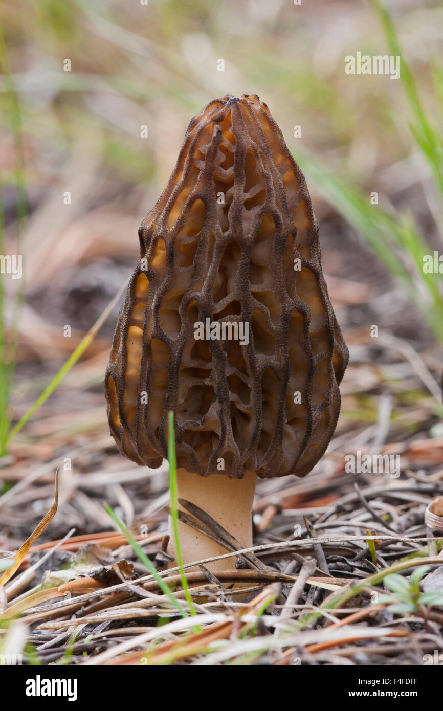 USA, Wyoming, Black Morel Mushroom in conifer needle duff Stock Photo