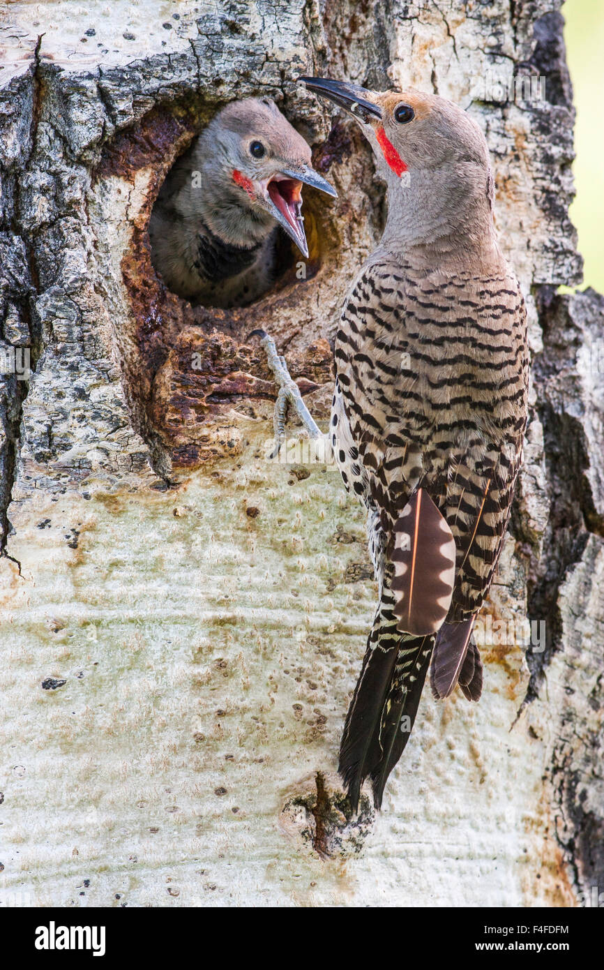 USA, Wyoming, Northern Flicker male feeding chick at cavity nest in aspen tree. Stock Photo