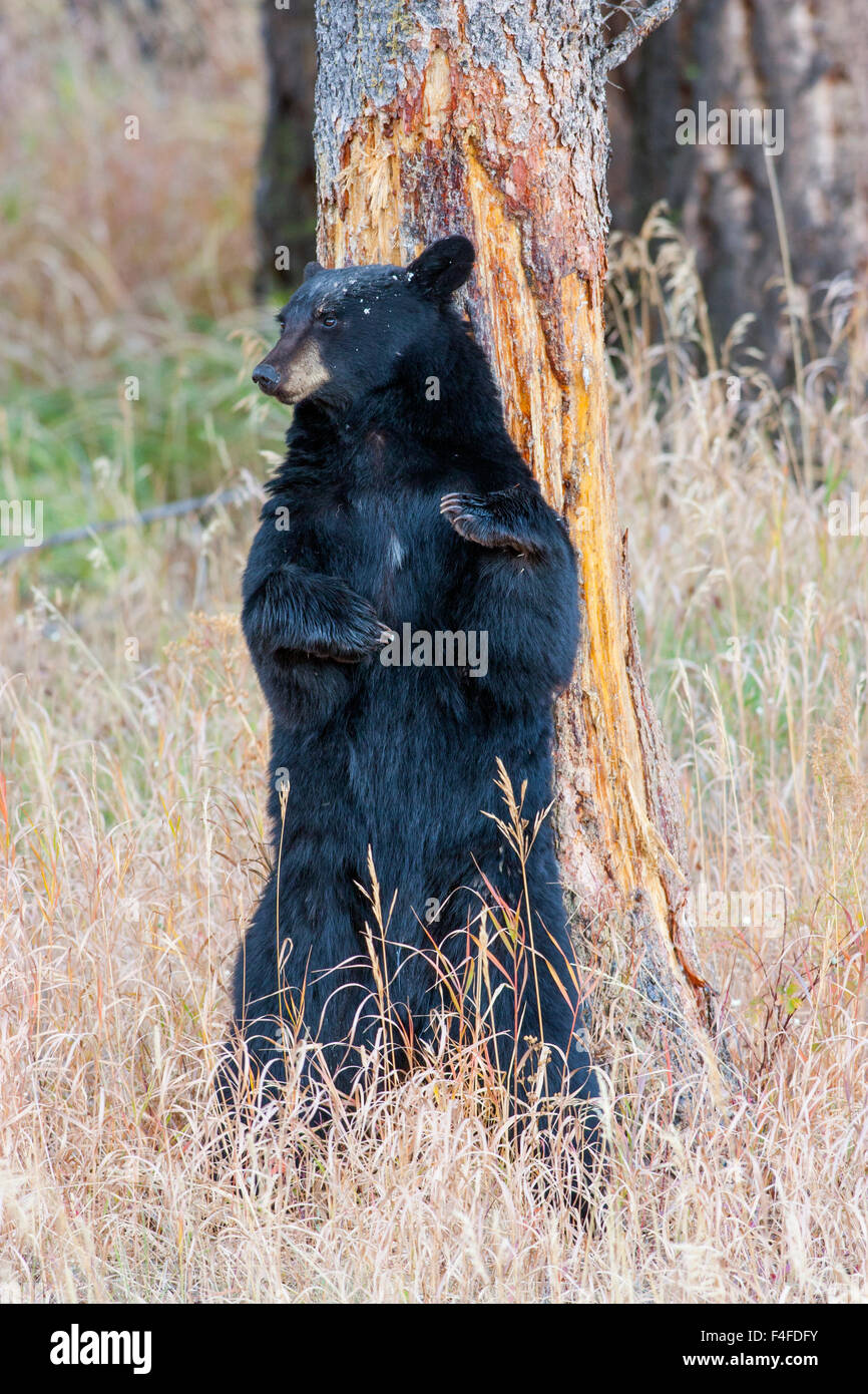 Bear scratching on tree hires stock photography and images Alamy