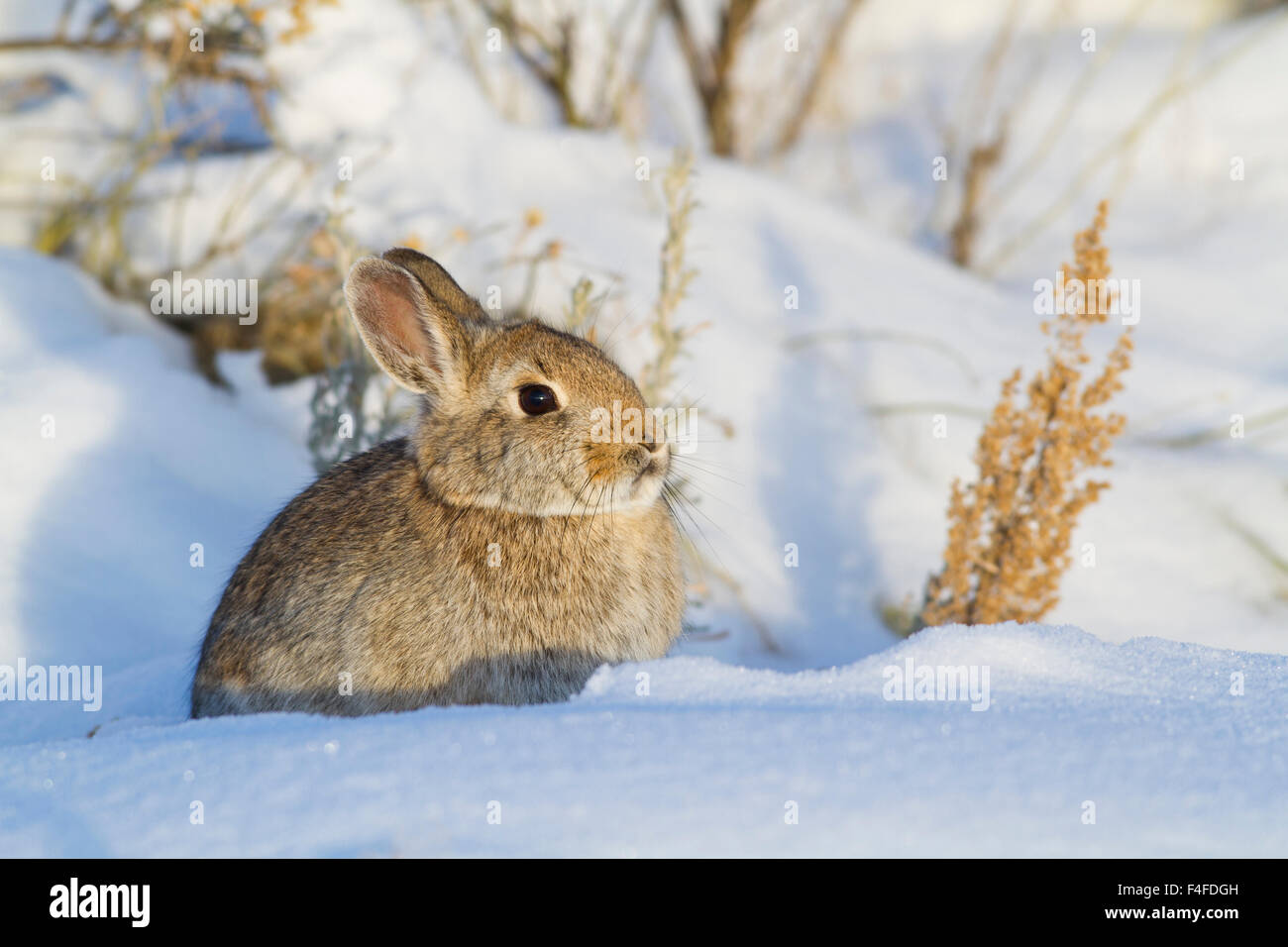 Sylvilagus Nuttallii High Resolution Stock Photography and Images - Alamy