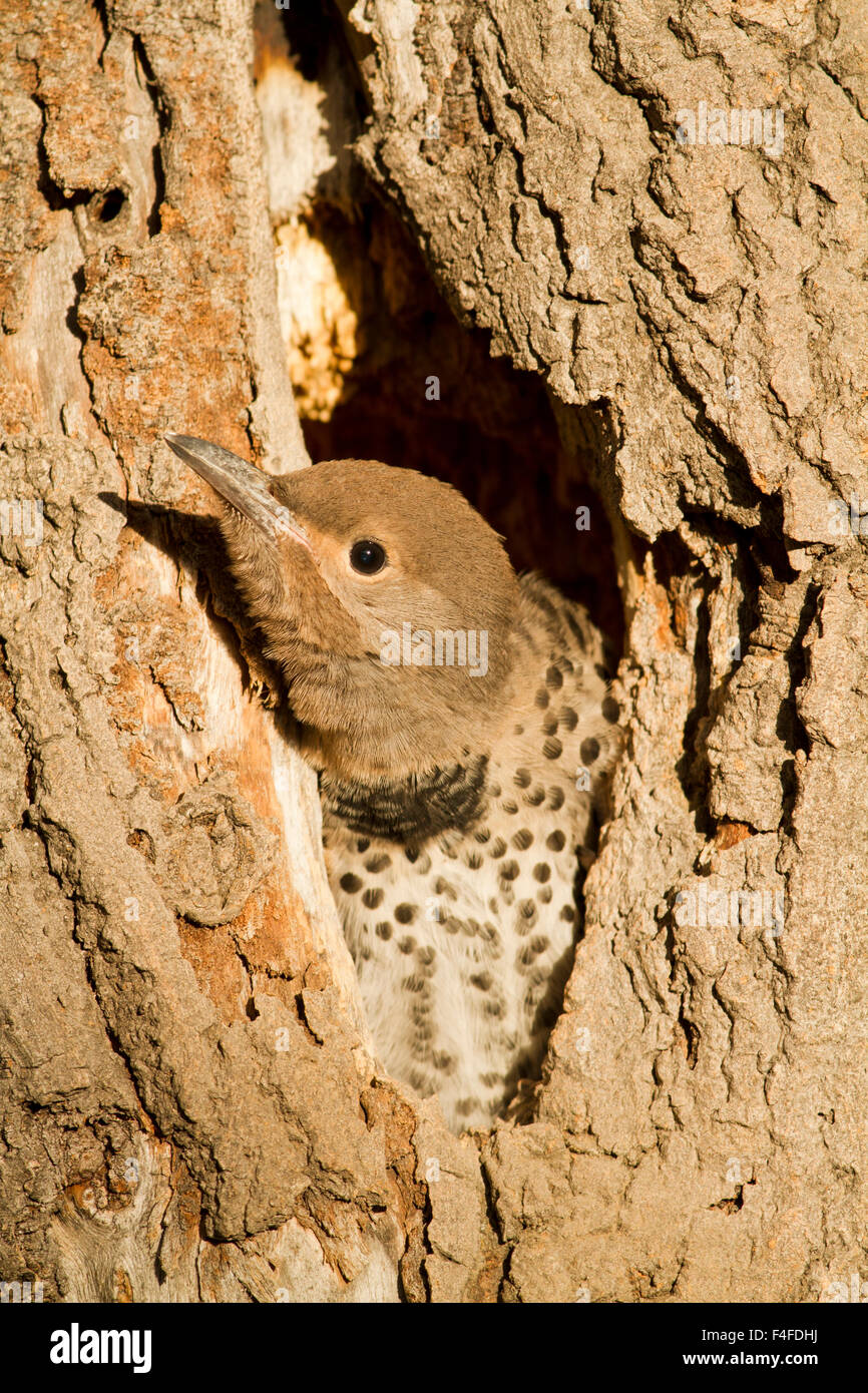 USA, Wyoming, Female Northern Flicker nestling in peering from cavity nest. Stock Photo