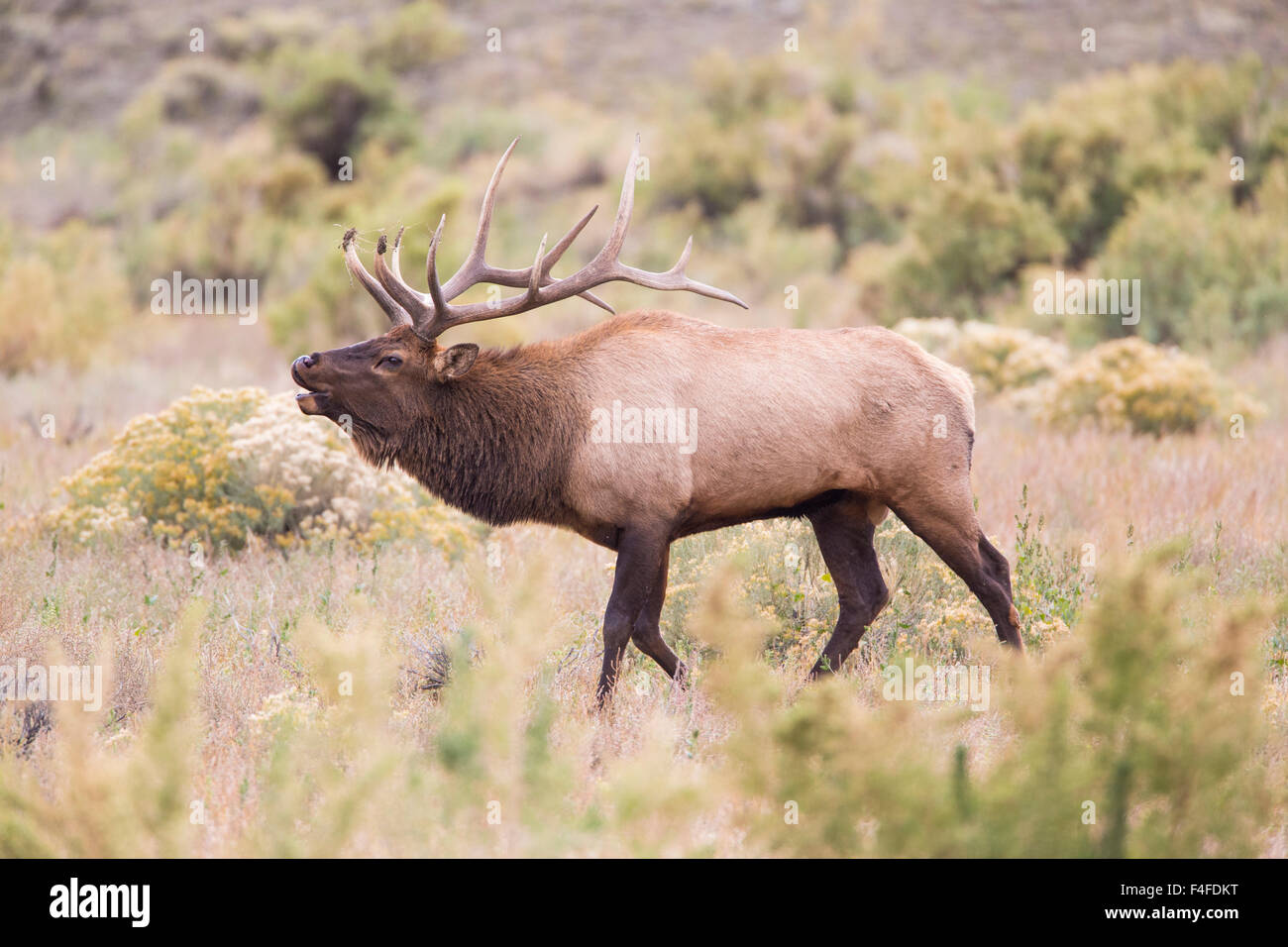 USA, Wyoming, Yellowstone National Park, Bull elk bugling in Rabbitbrush meadow Stock Photo