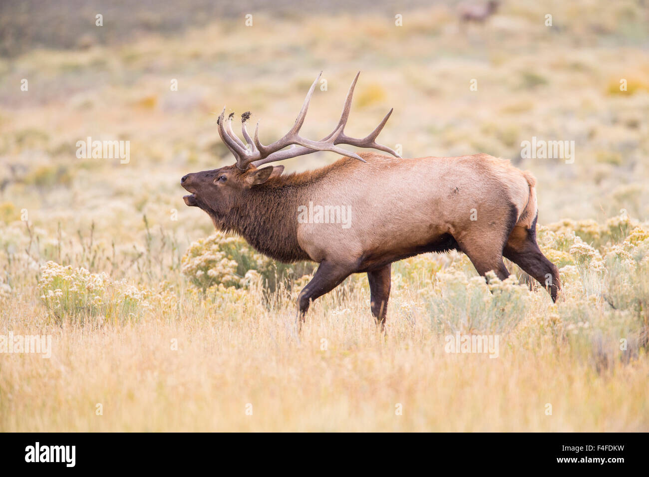 USA, Wyoming, Yellowstone National Park, Bull elk bugling Stock Photo