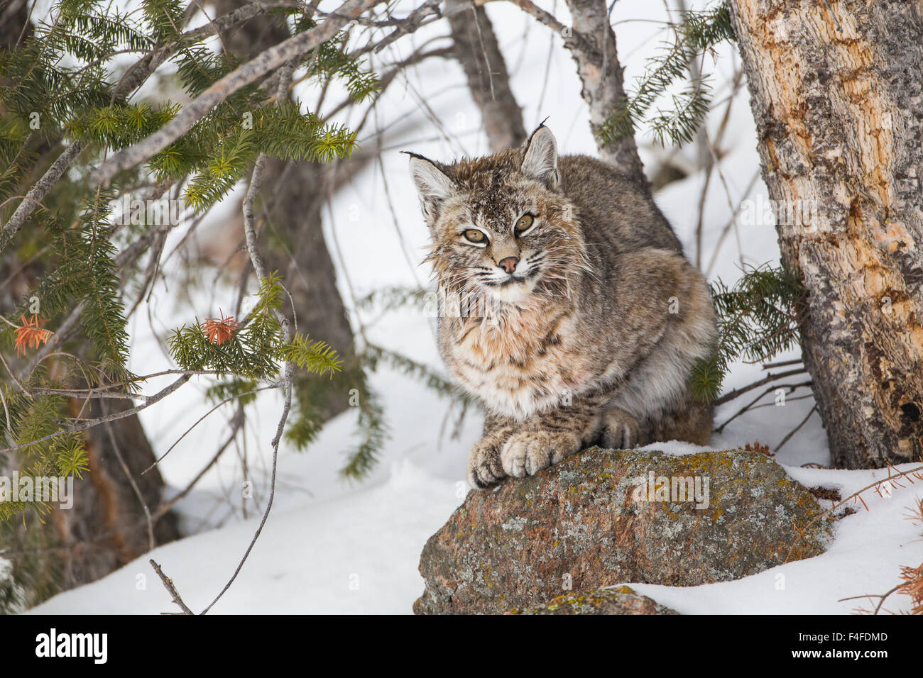 USA, Wyoming, Yellowstone National Park, Bobcat resting under conifer tree. Stock Photo