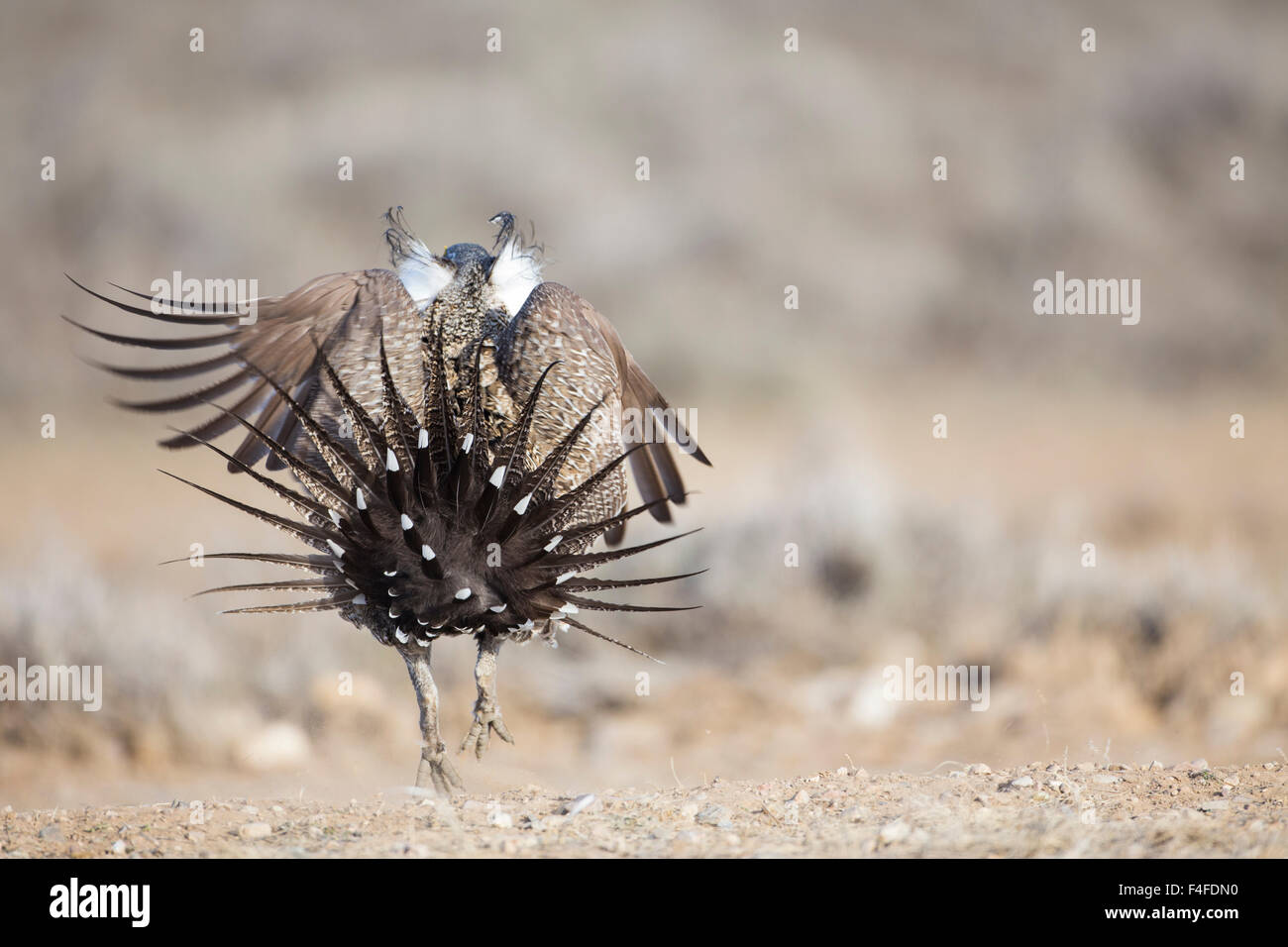 USA, Wyoming, Male Greater Sage Grouse, posterior view, hopping during display. Stock Photo
