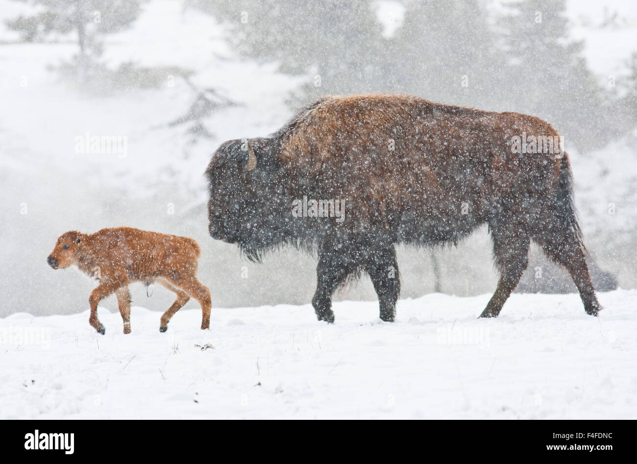 Wyoming, Yellowstone National Park, Bison cow and newborn calf walking ...