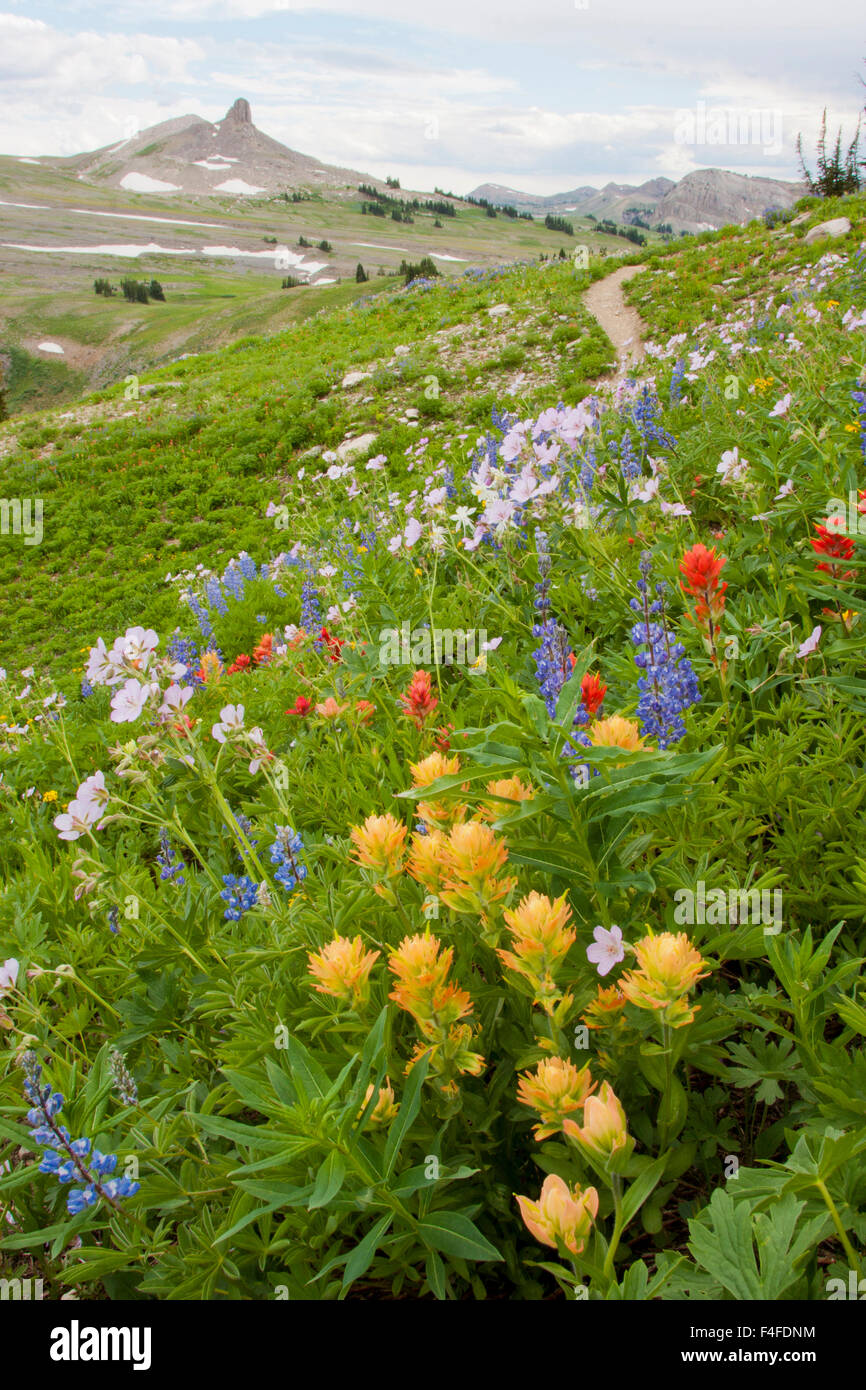 Wyoming, Grand Teton National Park, Spearhead Peak from head of Death Canyon with a foreground of a wildflower meadow and hiking trail. Stock Photo