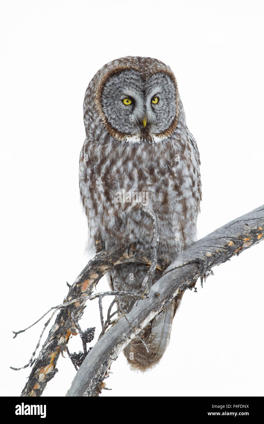 Wyoming, Sublette County, Great Gray Owl portrait. Stock Photo