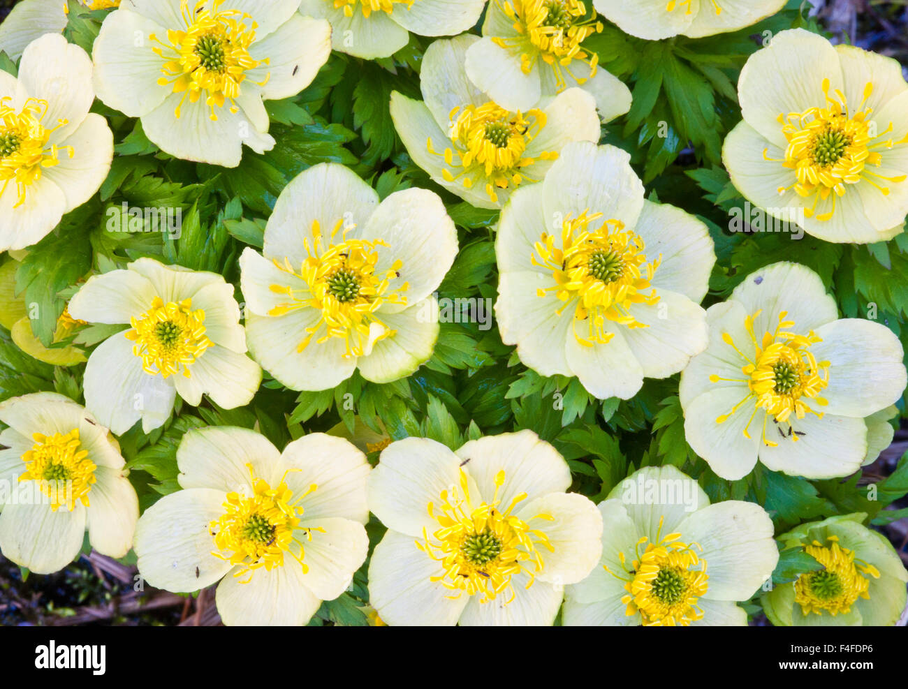 Wyoming, Sublette County, Close-up of a group of Globeflower in bloom. Stock Photo