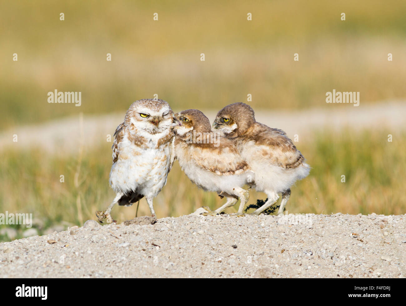 Wyoming, Sublette County, Burrowing owl chicks begging male for food. Stock Photo
