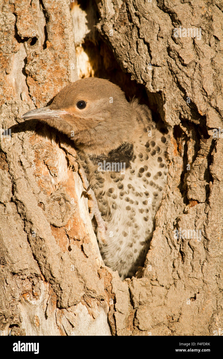 Wyoming, Sublette County, Female Northern Flicker nestling looking out nest cavity. Stock Photo