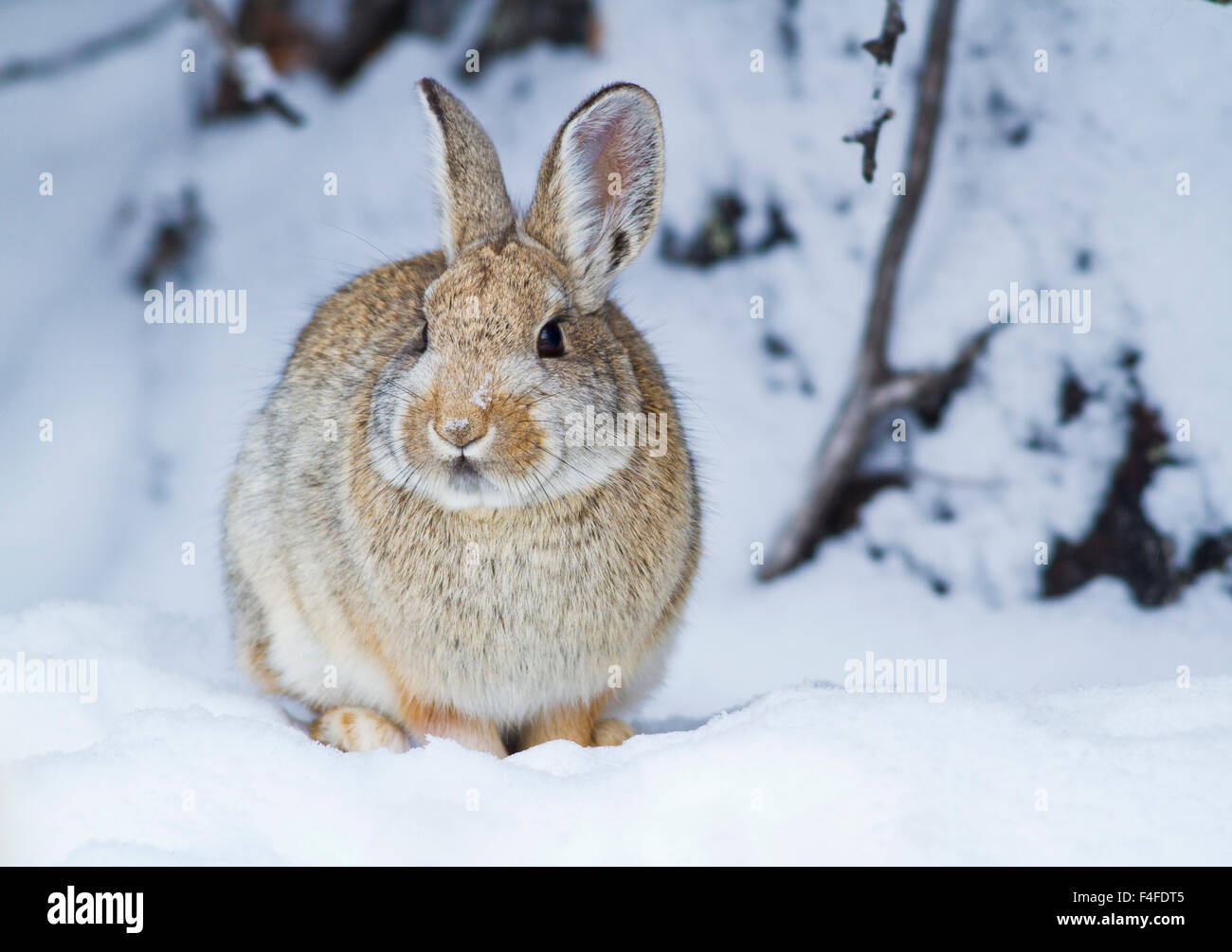 Wyoming, Sublette County, Nuttall's Cottontail Rabbit in snow Stock ...