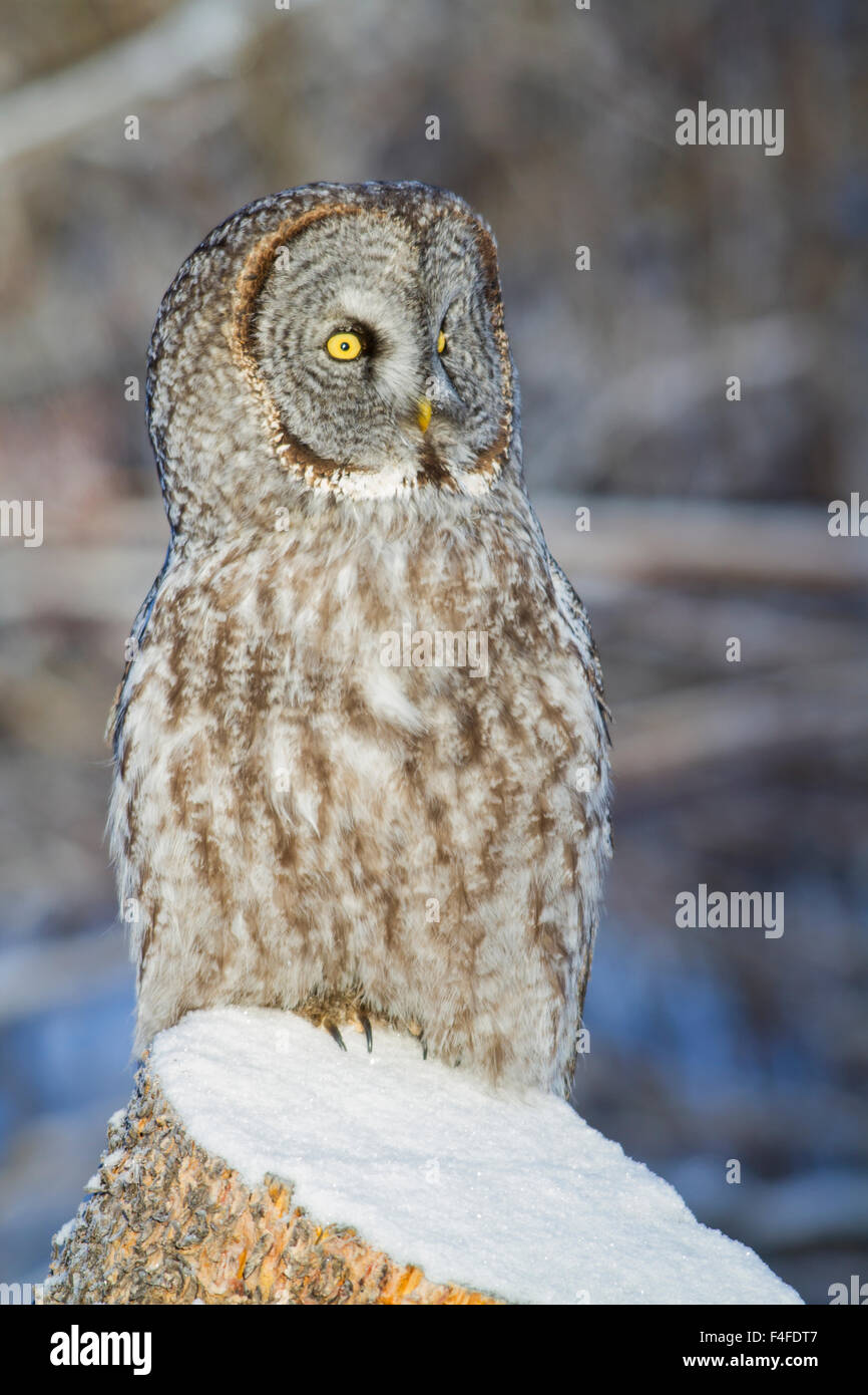 Wyoming, Sublette County, Great Gray Owl roosting on snow covered log. Stock Photo