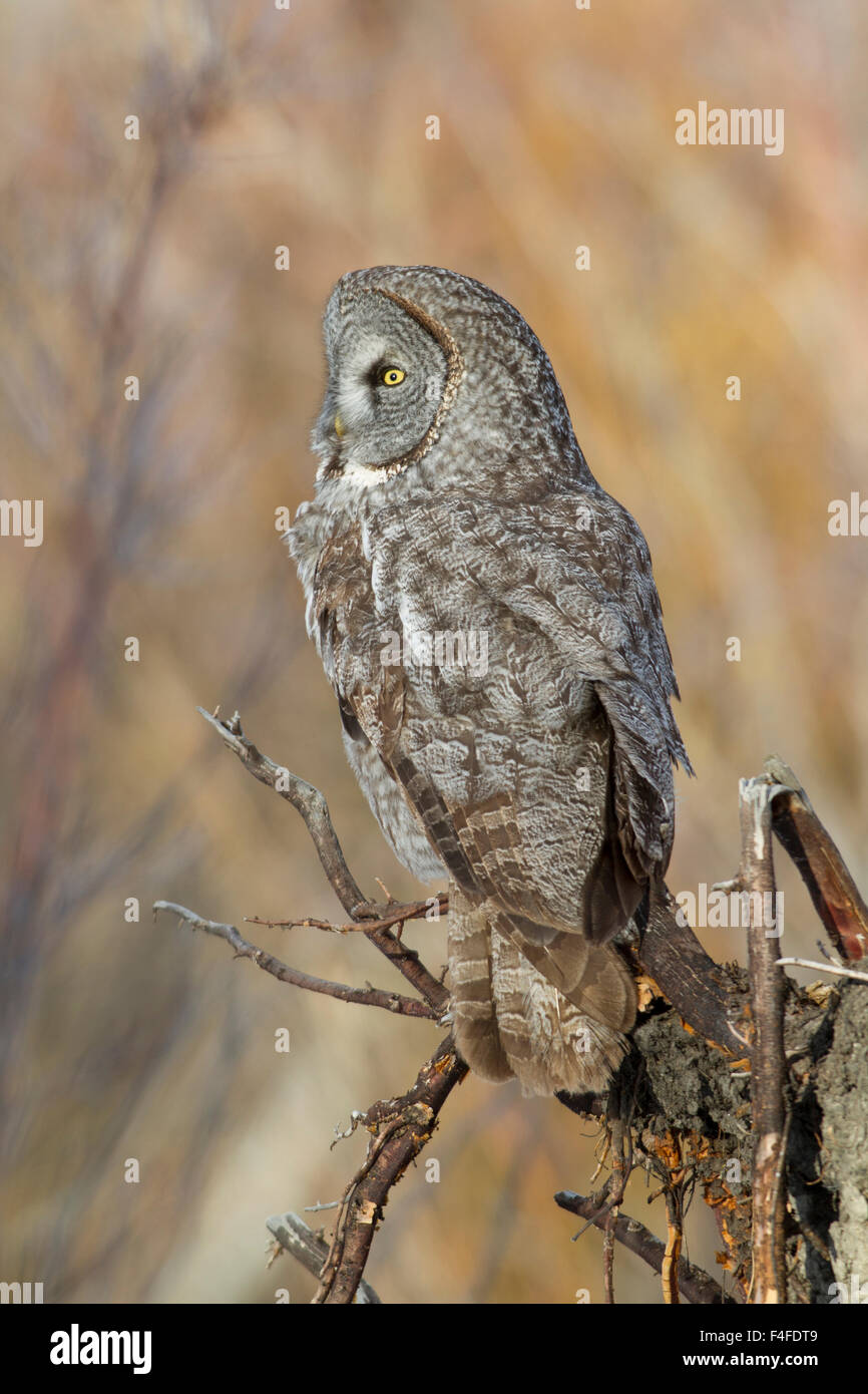 Wyoming, Sublette County, Great Gray Owl roosting on root snag. Stock Photo