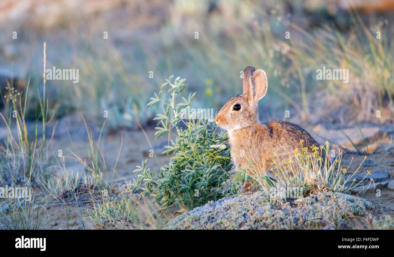Wyoming, Sublette County, Nuttall's Cottontail Rabbit Stock Photo - Alamy