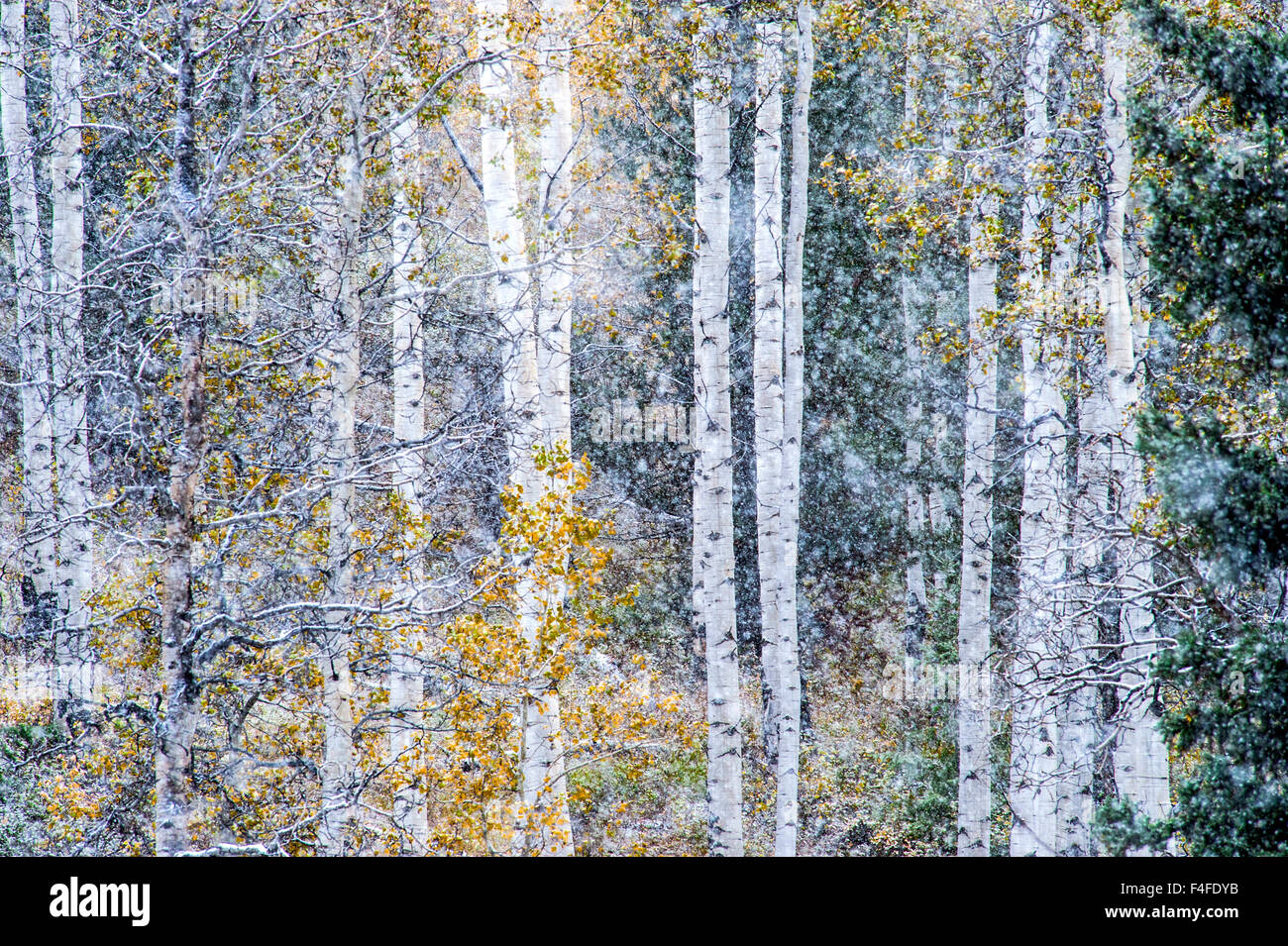 Aspen Trees Grand Teton National Park Framed Tile 3dRose Fall Snowstorm 8 by 8 Aspen Trees Grand Teton National Park Framed Tile 3dRose Fall Snowstorm 8 by 8