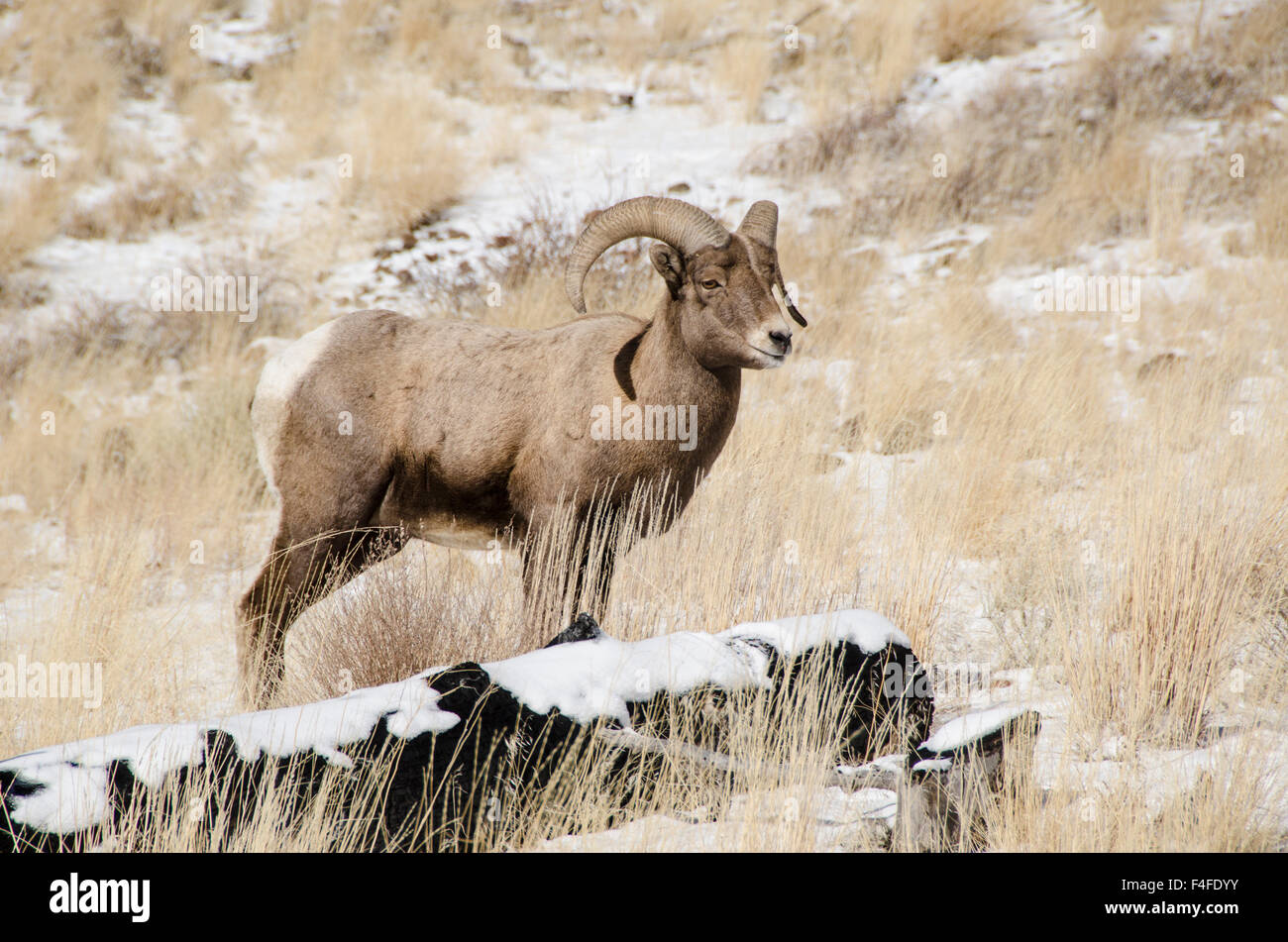 Cody horn hires stock photography and images Alamy
