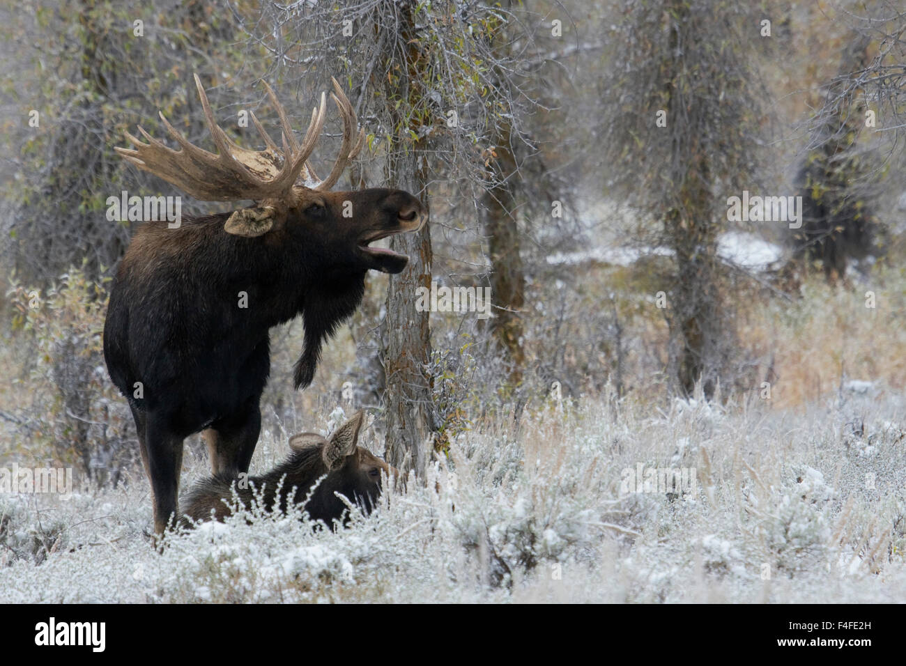 Shiras Bull Moose Courting Cow Moose Stock Photo Alamy