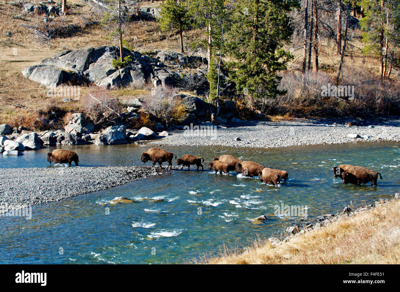 American bison (bison bison) ford the Lamar River in Yellowstone ...