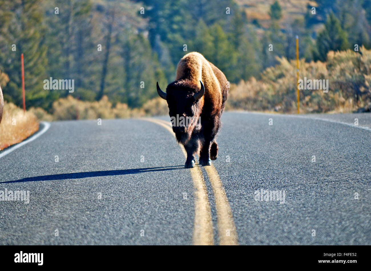 American bison (bison bison) marches down the yellow line in Yellowstone National Park. Stock Photo