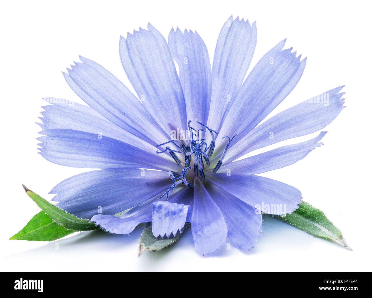 Cichorium intybus - common chicory flowers isolated on the white background. Stock Photo