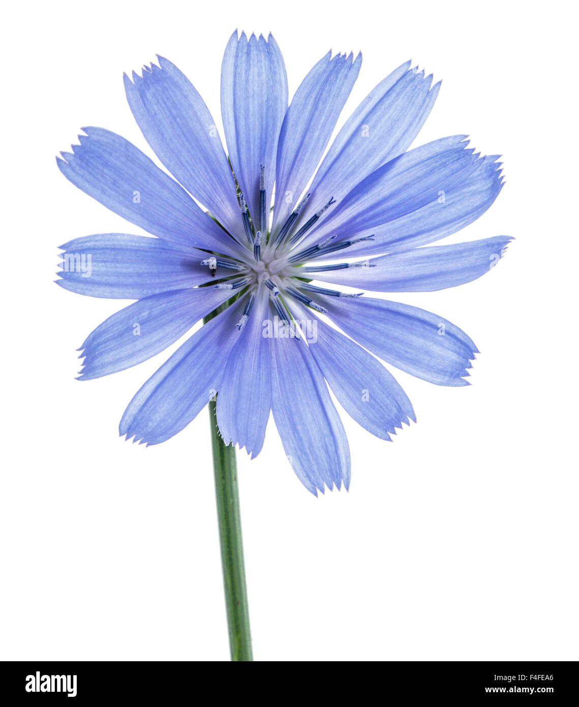 Cichorium intybus - common chicory flowers isolated on the white background. Stock Photo