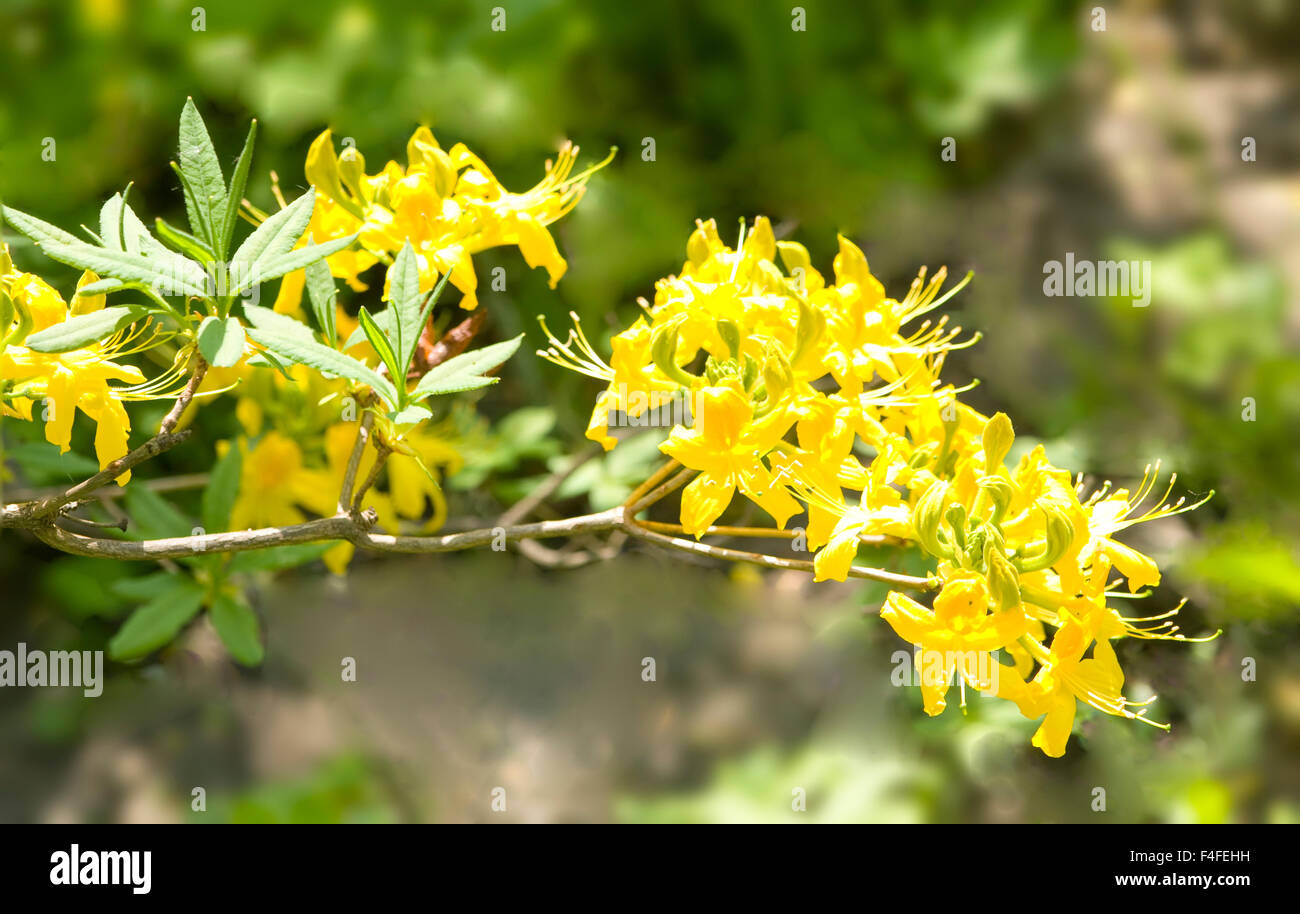 Branch of rhododendron with yellow flowers on natural green background. Stock Photo
