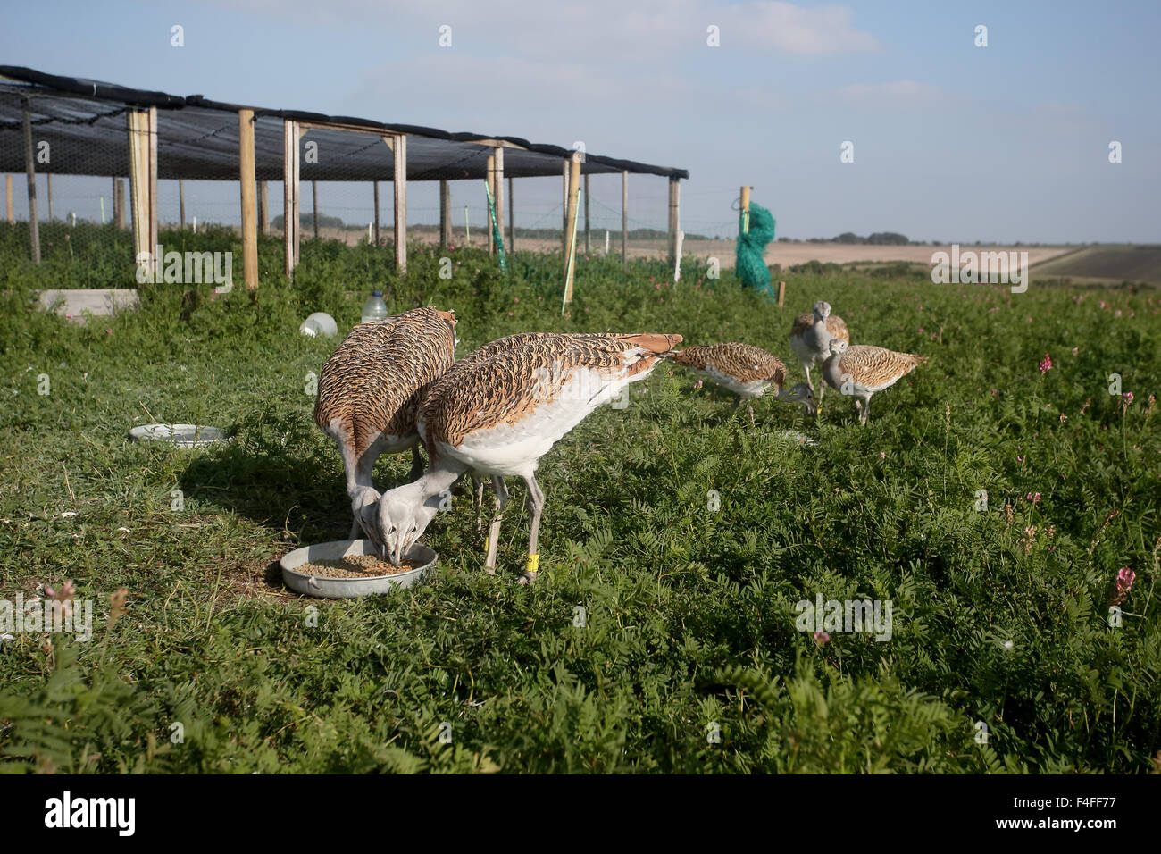 Great bustard, Otis tarda, birds by release pen, Wiltshire, October 2015 Stock Photo