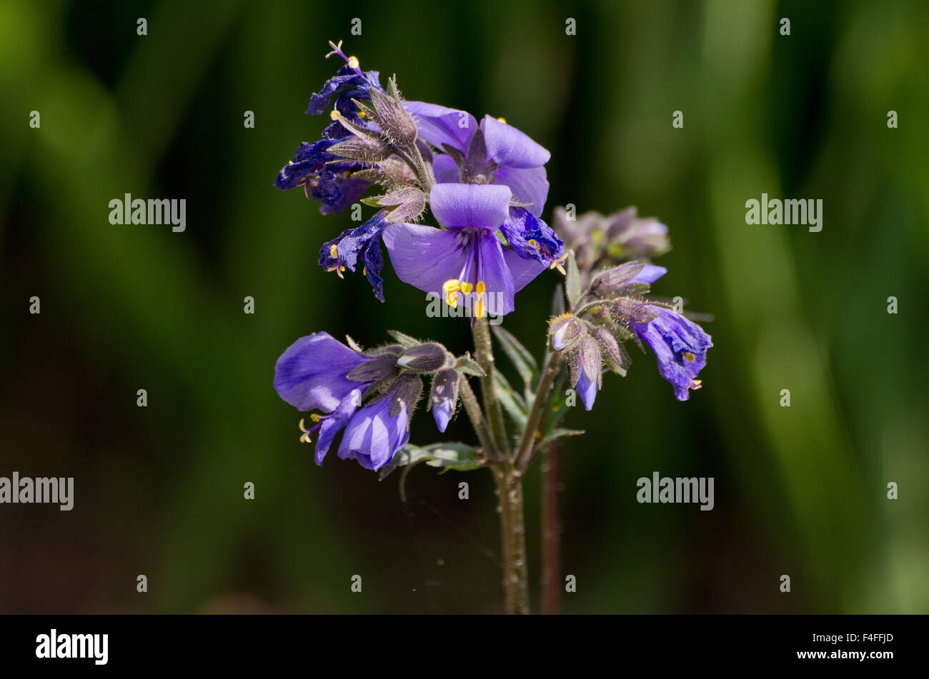 Polemonium Bressingham Purple Stock Photo