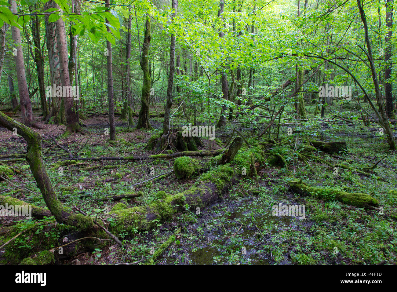 Springtime wet mixed forest with standing water and dead trees partly declined Stock Photo