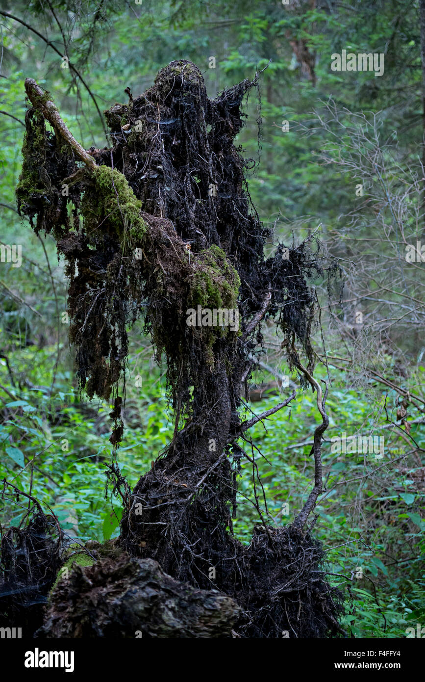 Anthropomorphic tree in ancient forest Stock Photo