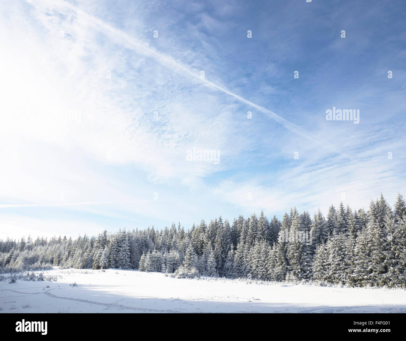 Winter wonderland forest Stock Photo