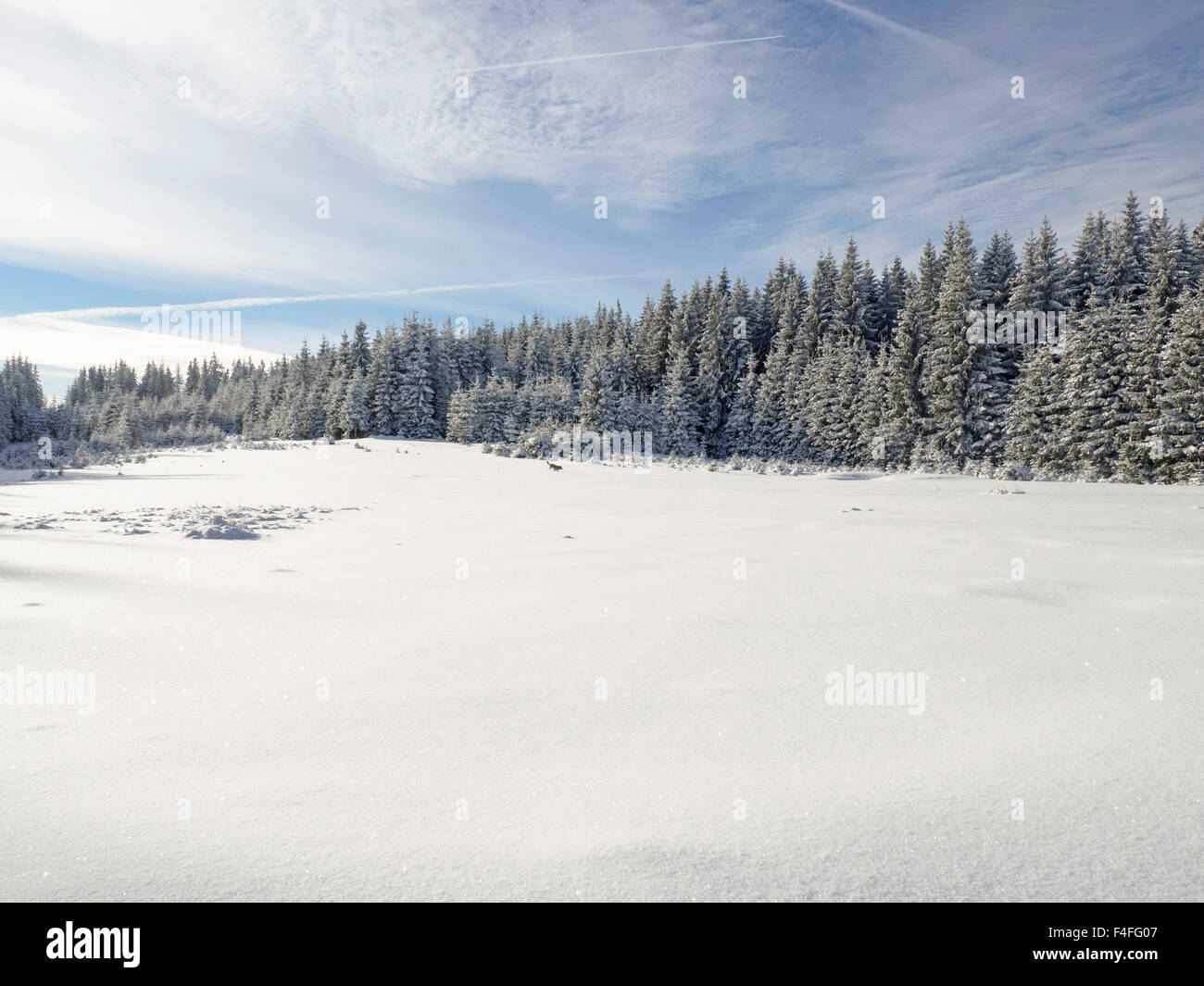 Wonderland forest hi-res stock photography and images - Alamy