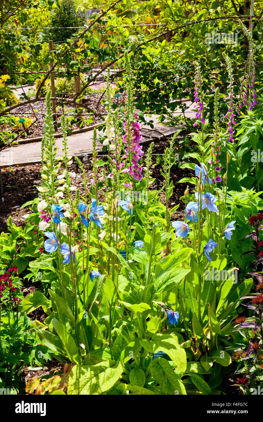 Welsh blue poppies and foxgloves in the walled garden at the National Botanical Gardens of Wales, Carmarthenshire, Wales, UK Stock Photo