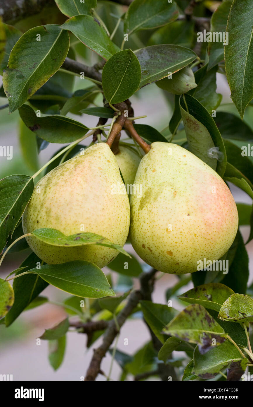 Pyrus communis. Pear 'Invincible' delwinor. Stock Photo