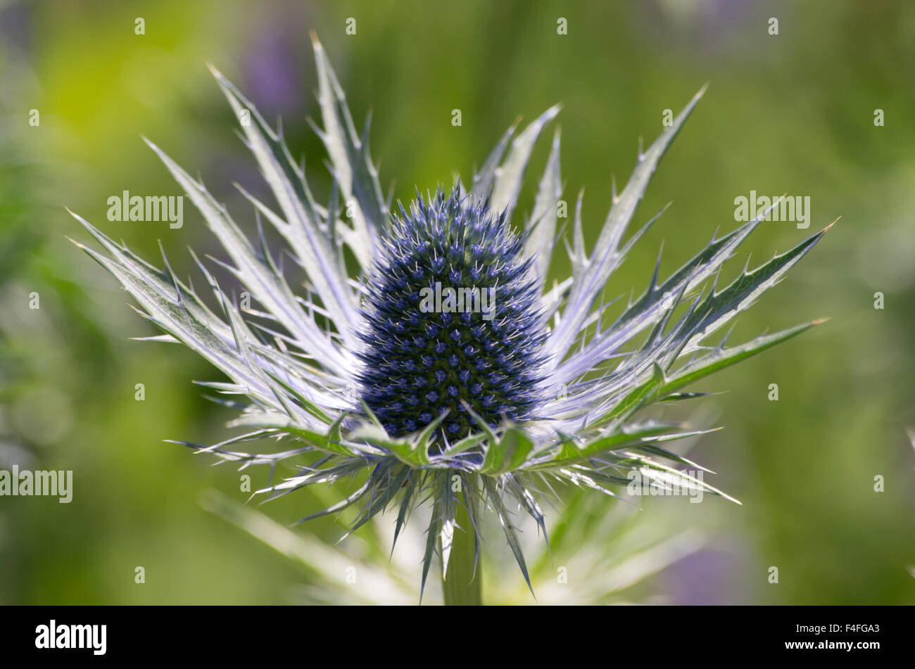 Eryngium Jos Eijking Stock Photo Alamy
