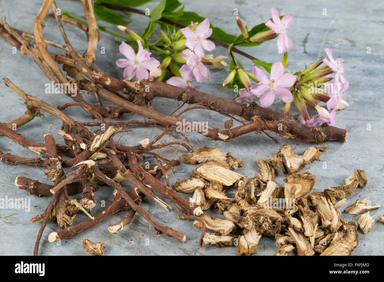Common soapwort, crow soap, soapweed, root, roots, Echtes Seifenkraut