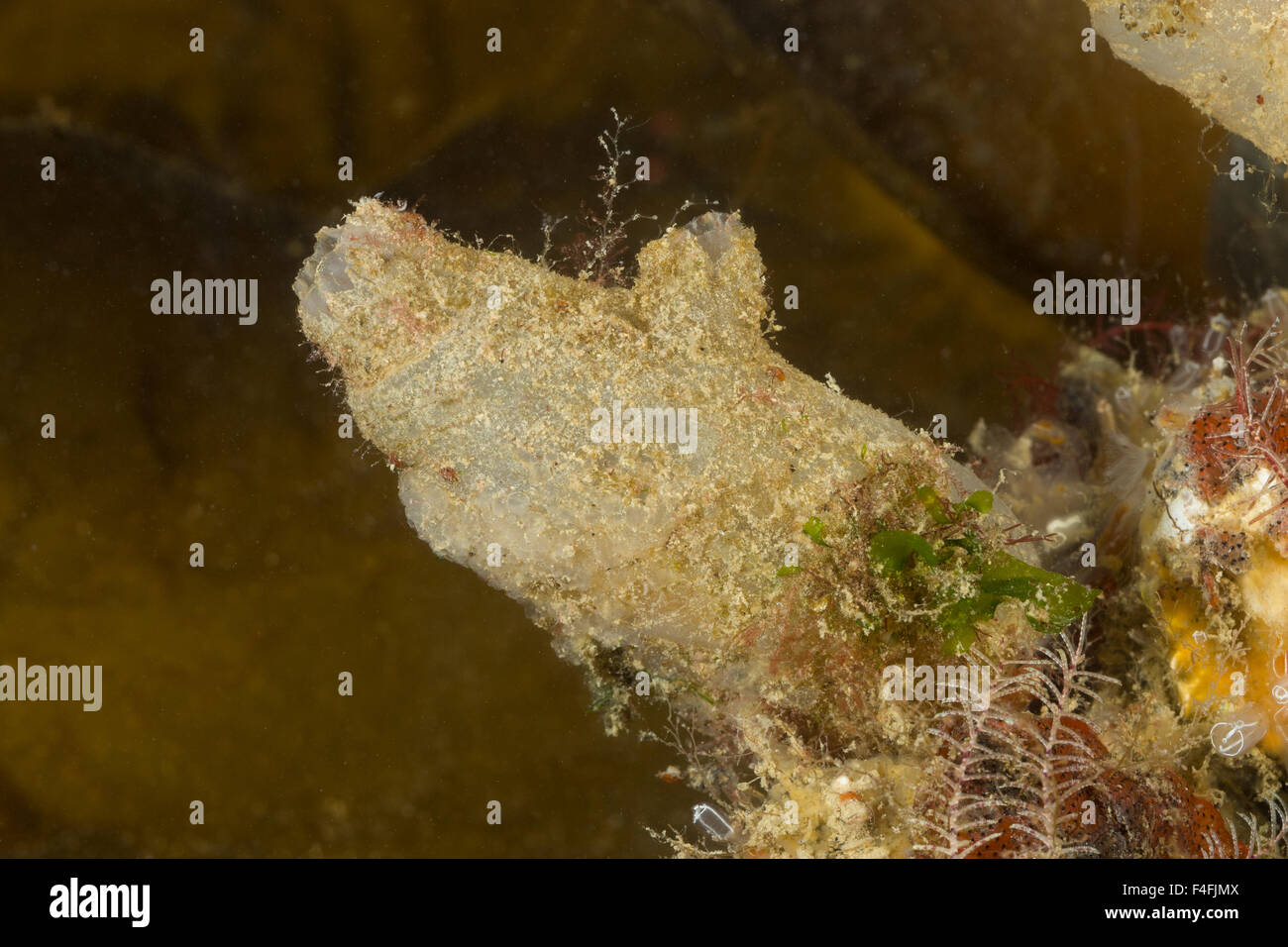 Dirty sea-squirt, Spritz-Seescheide, Spritzseescheide, Spritz-Ascidie, Spritzascidie, Ascidiella aspersa, Ascidia aspersa Stock Photo