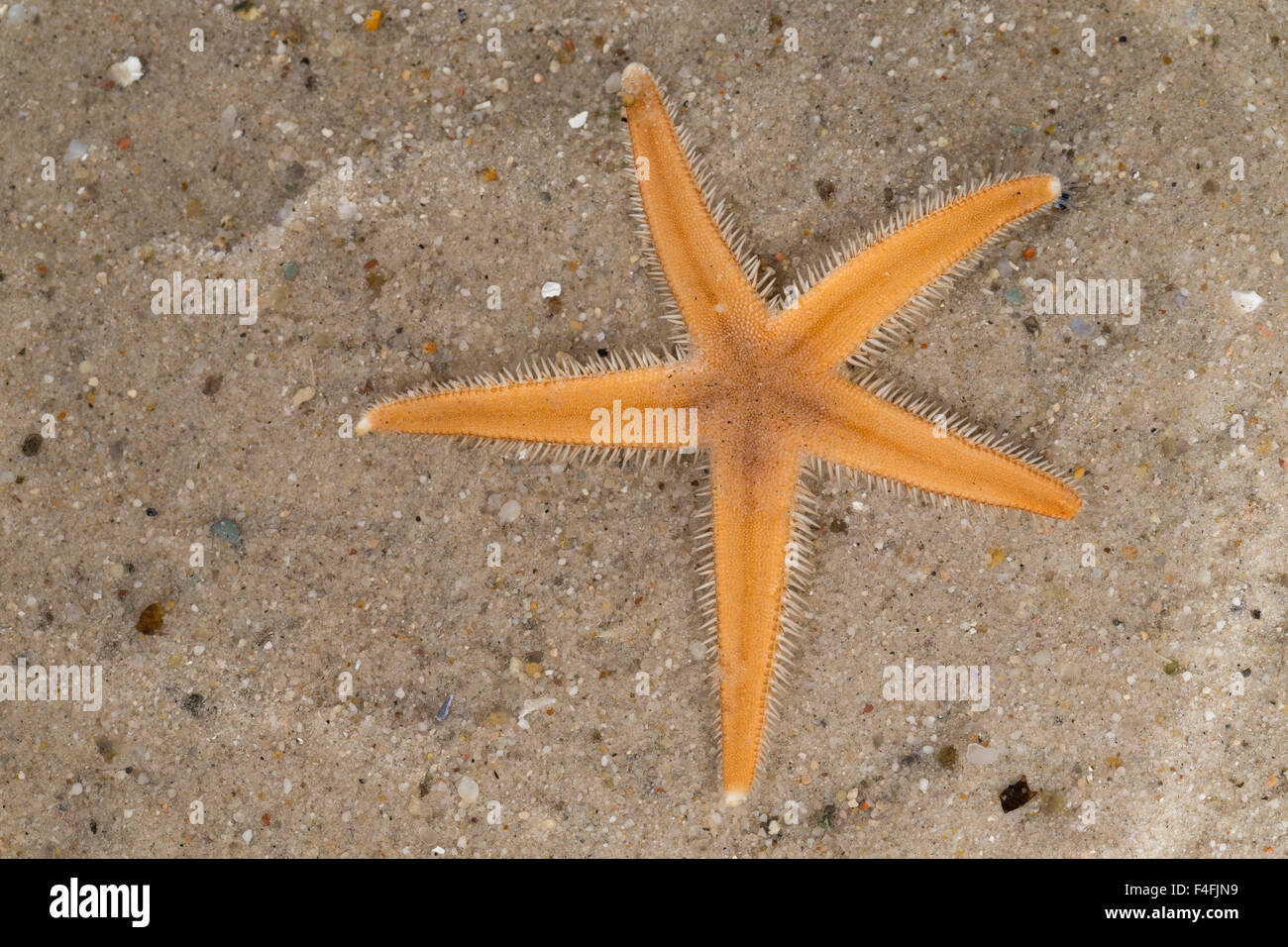 Seestern, Luidia sarsii, Luidia sarsi, starfish, starfishes, sea-star, seastar, sea-stars, Seesterne Stock Photo